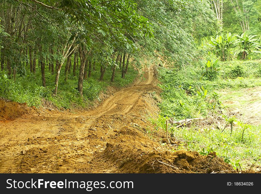 Off-road travel in rubber plantation. Off-road travel in rubber plantation