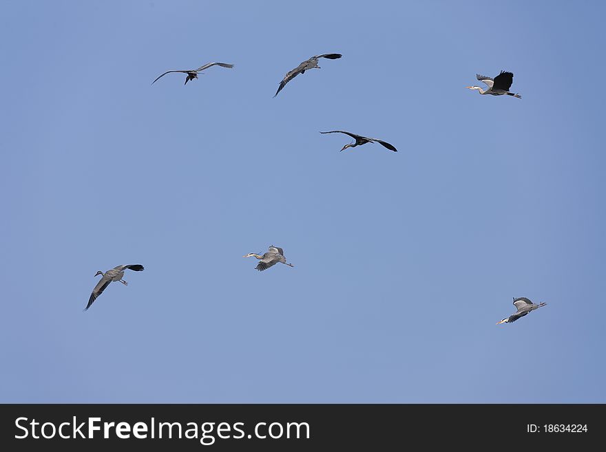 A bevy of Herons flying in the sky. A bevy of Herons flying in the sky