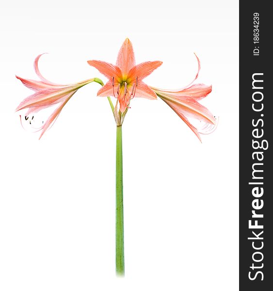 Orange star lily on white background with high key photograph technical