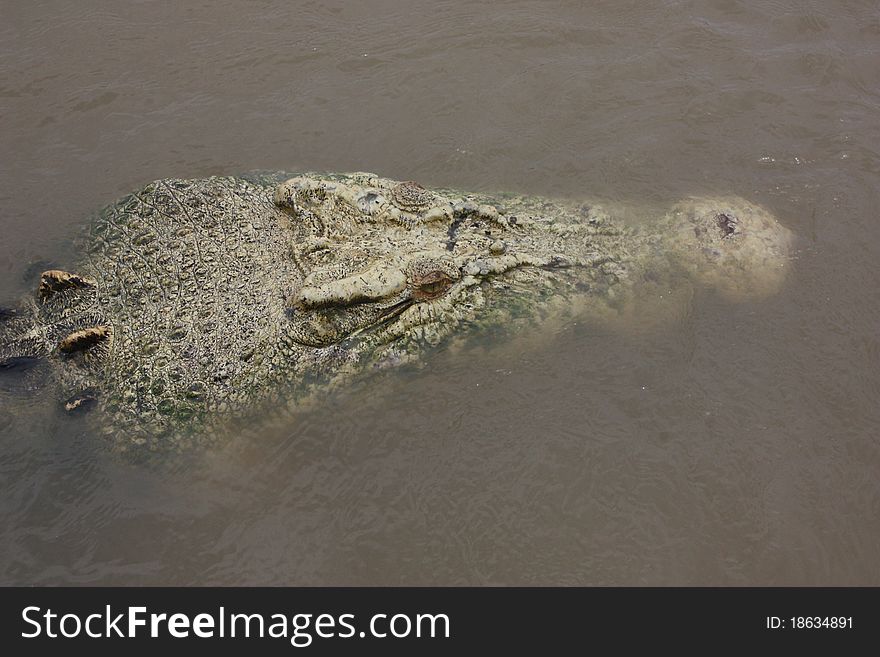 Top of a crocodile with a pigmented head. Top of a crocodile with a pigmented head