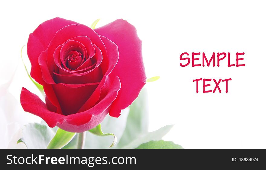 One lone red rose on white background. One lone red rose on white background.