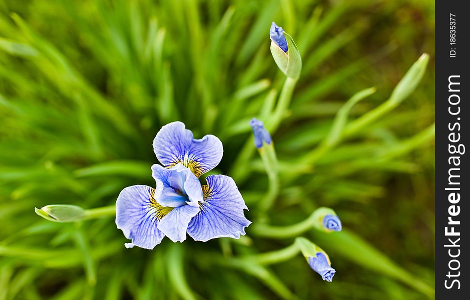 Violet flower against a green grass. Violet flower against a green grass