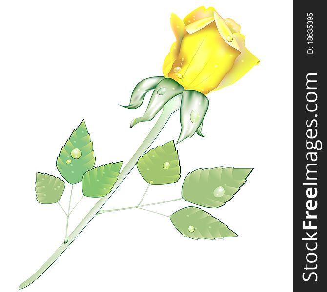 Realistic yellow rose with water drops on leaves and petals. Realistic yellow rose with water drops on leaves and petals