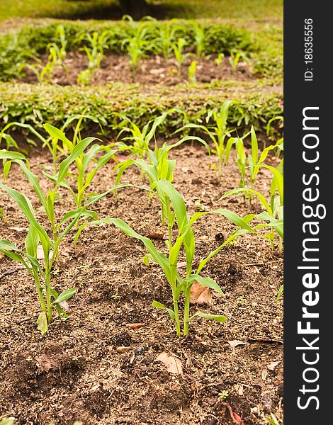 Young corn in a small plant. Young corn in a small plant