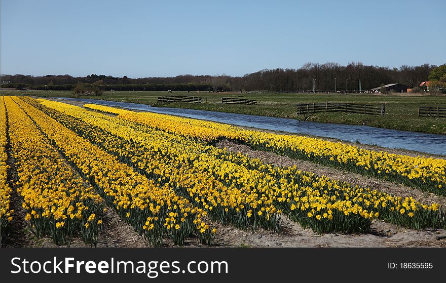 Spring in the flower fields in Holland