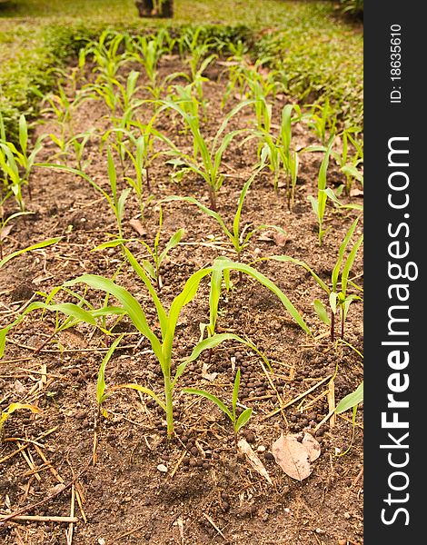 Young corn in a small plant. Young corn in a small plant