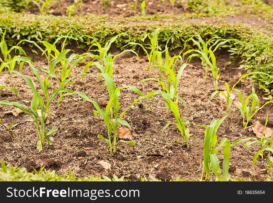 Young corn in a small plant. Young corn in a small plant