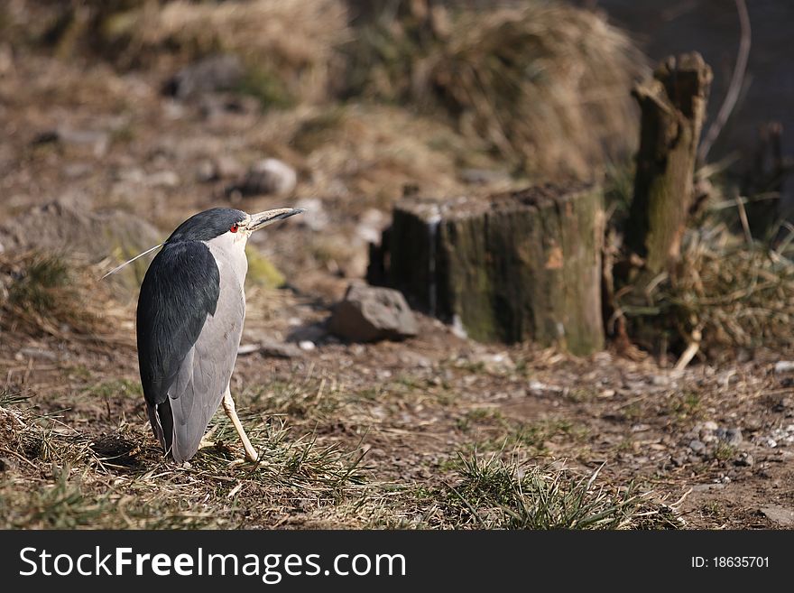 The night heron (Nycticorax nycticorax) sitting next to the bank of a pond.