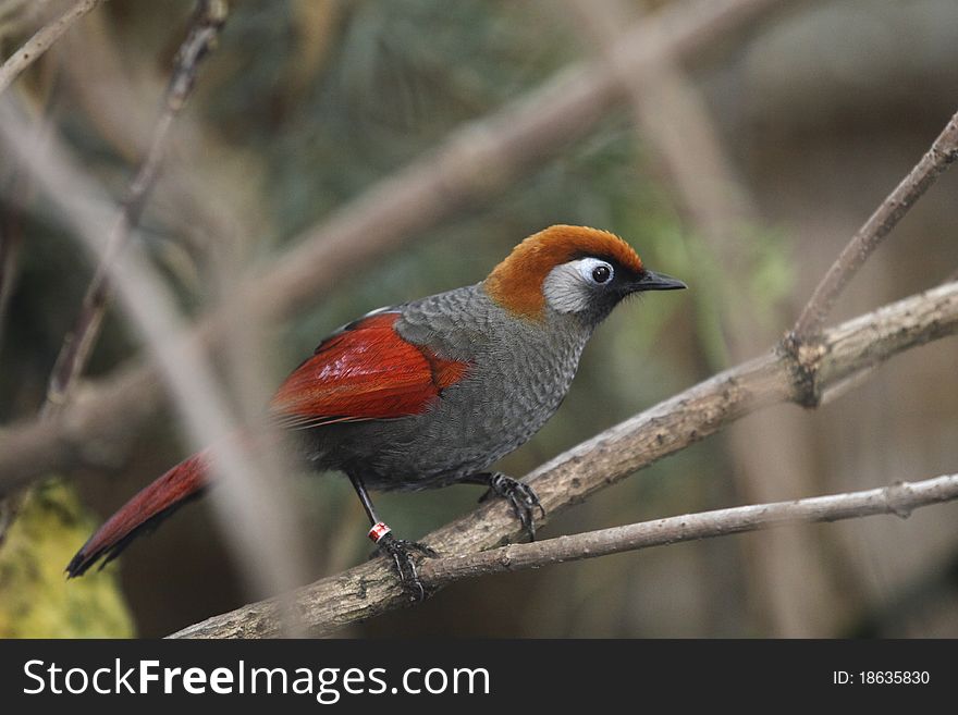 The red-tailed laughingthrush (Garrulax milnei) is sitting on the branch.