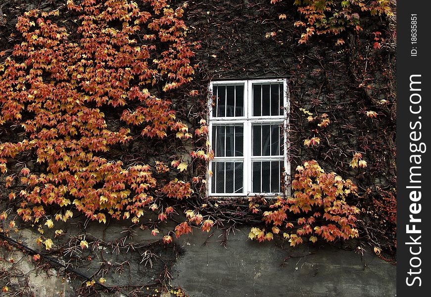 White window whit trellis and overgrown with vine