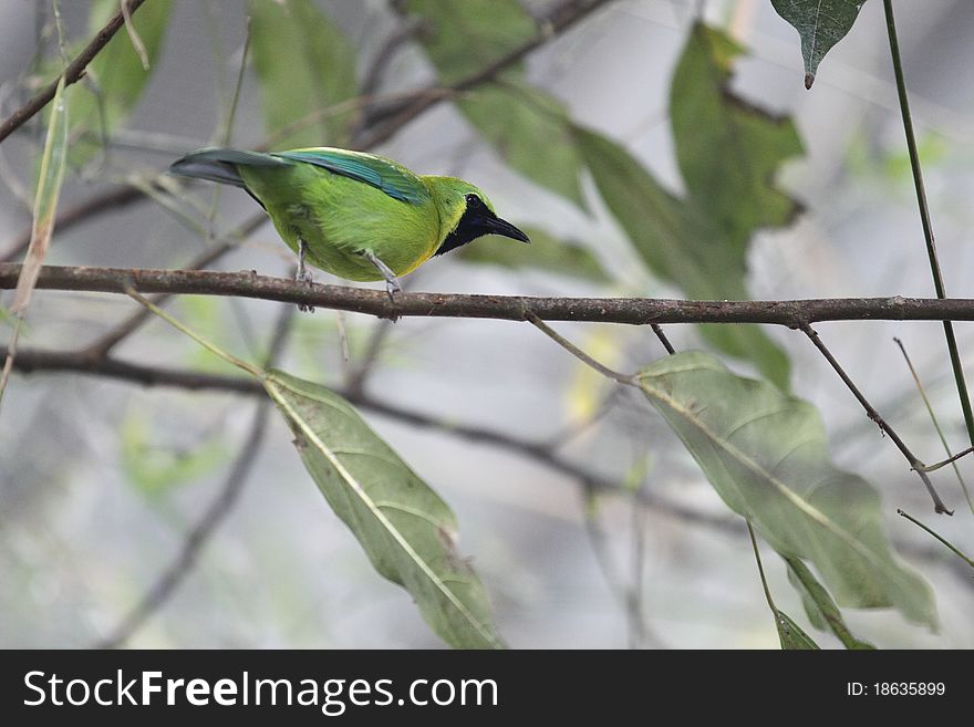 The blue-winged leafbird (Chloropsis cochinchinensis) sitting on the tree branch.