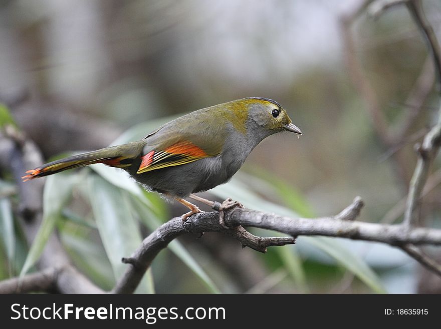 Omei shan (Liocichla omeiensis) sitting on the branch.