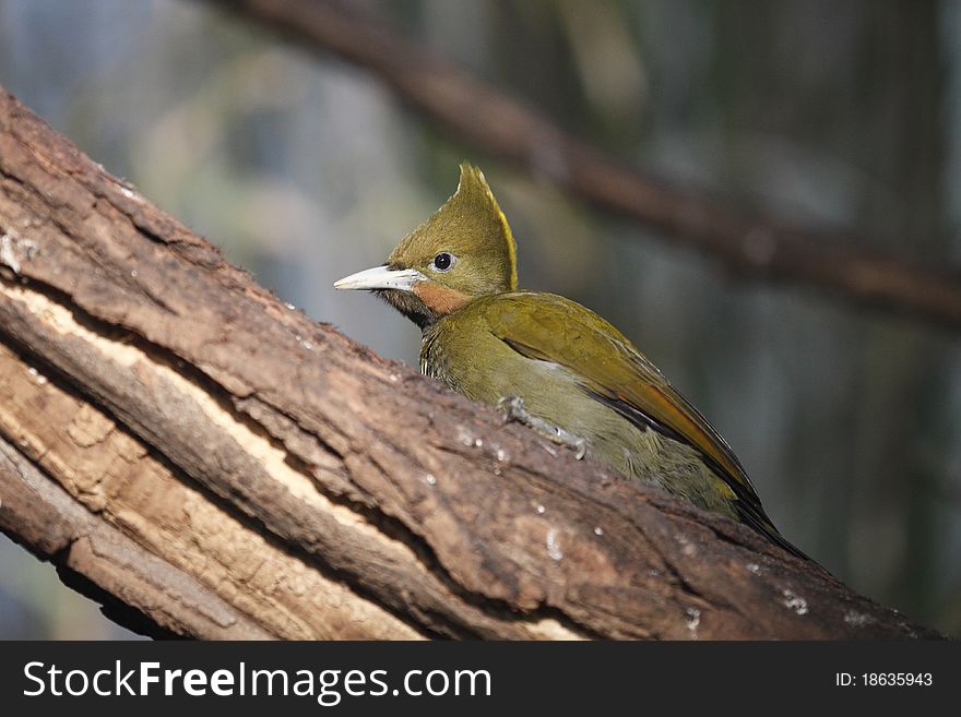 The greater yellownape on the wood trunk.