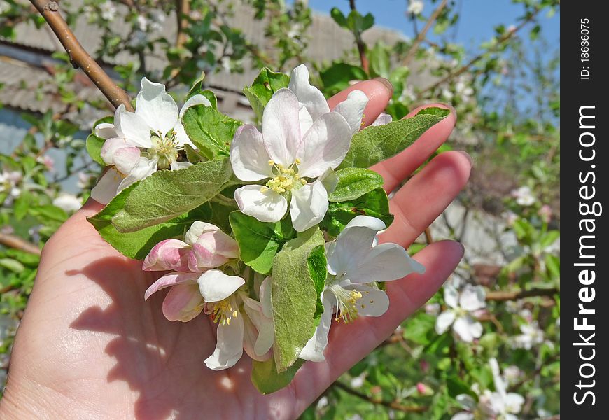 Sprig of apple blossom in the female hand