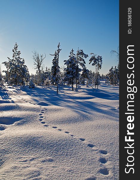 Fox tracks in pristine snow. Fox tracks in pristine snow.
