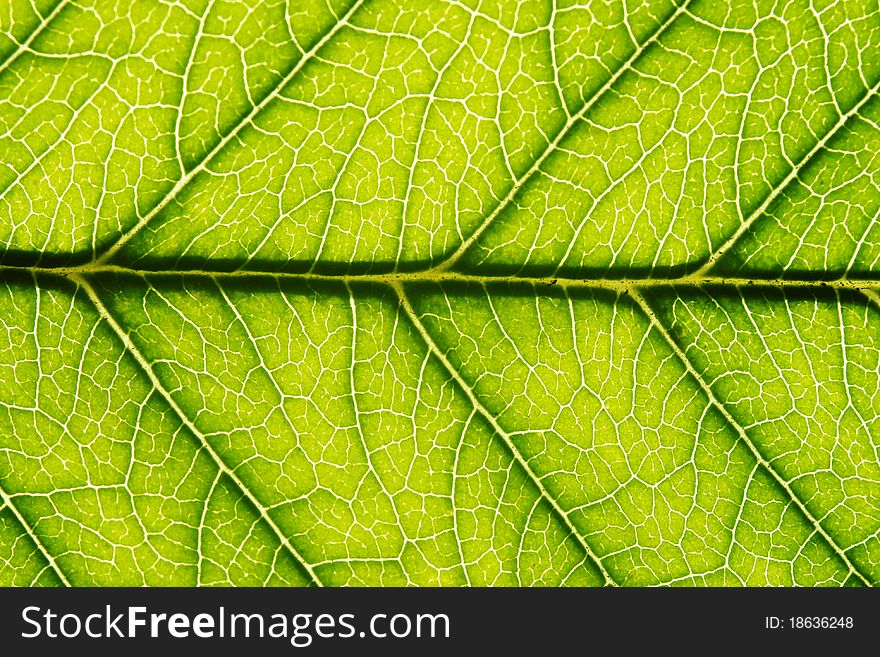 Green leaf with visible veins texture