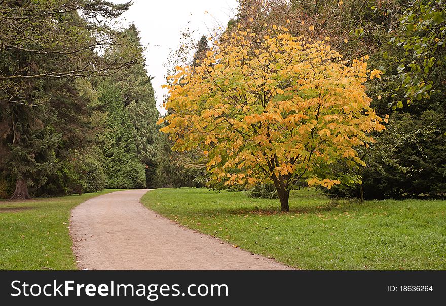 Trees in the Autumn at Westonbirt Arboretum, UK