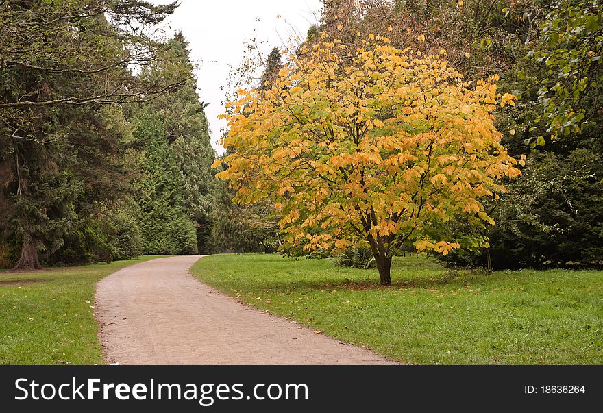 Trees In The Autumn