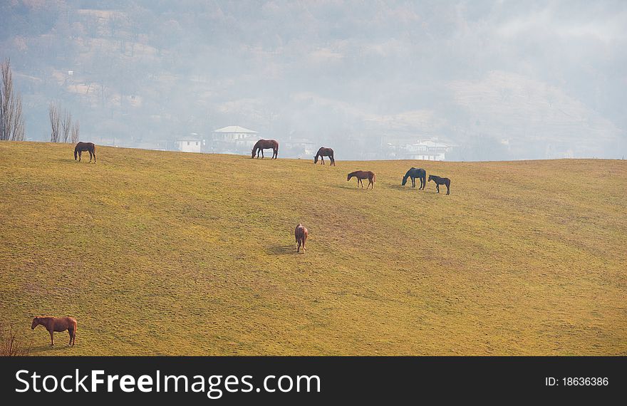 Pasture in mountains and a horse, spring day, a landscape. Pasture in mountains and a horse, spring day, a landscape