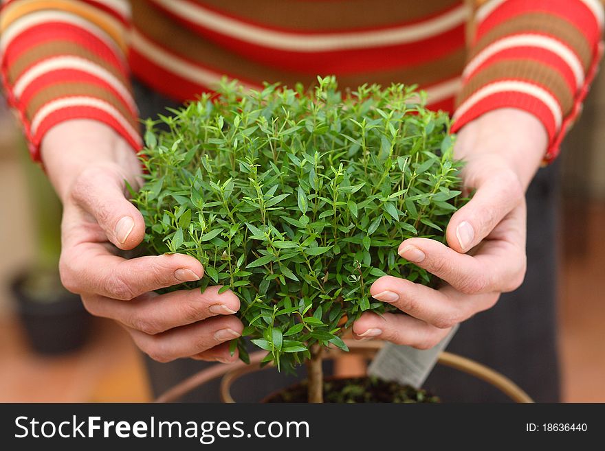 Plant In Hands