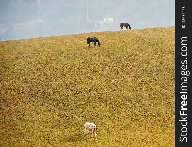 Horses on a pasture