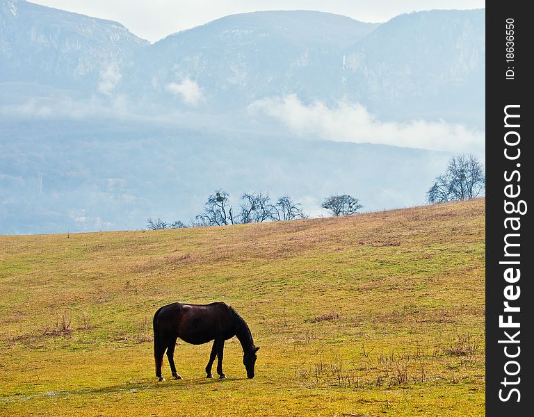 Pasture in mountains and a horse, spring day, a landscape. Pasture in mountains and a horse, spring day, a landscape