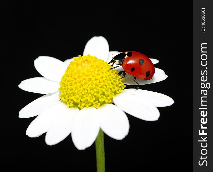 The ladybug sits on a flower petal