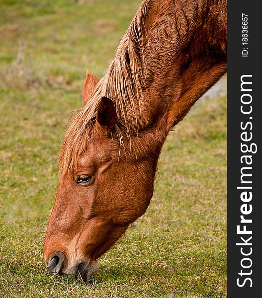 Horses On A Pasture