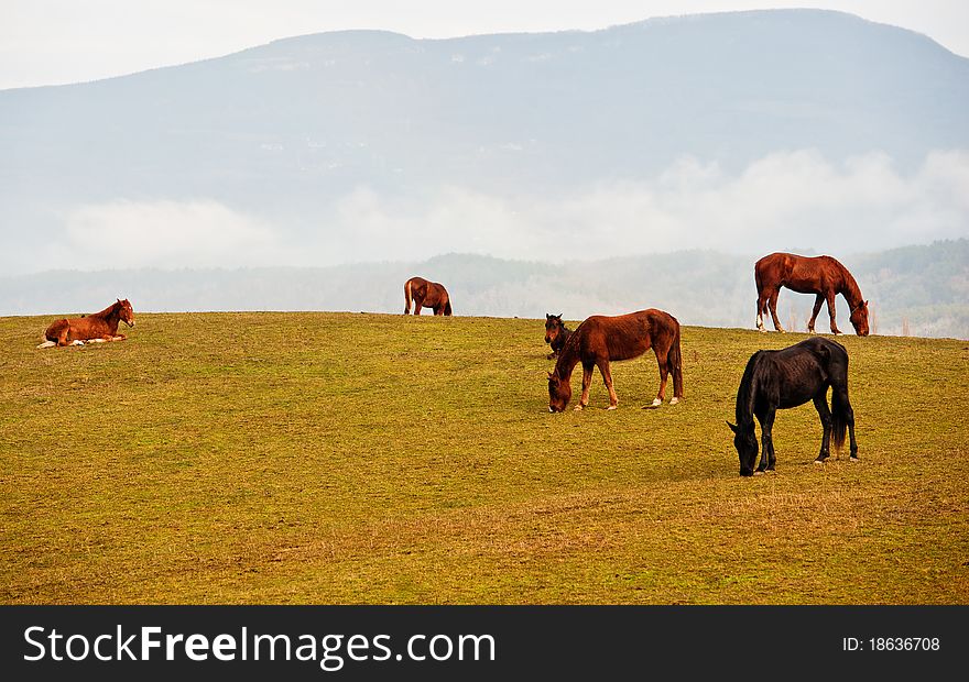 Horses on a pasture