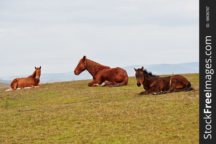 Pasture in mountains and a horse, spring day, a landscape. Pasture in mountains and a horse, spring day, a landscape