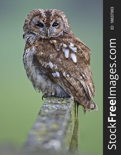 A captive Tawny Owl sitting on a gate on a Mid Wales farm