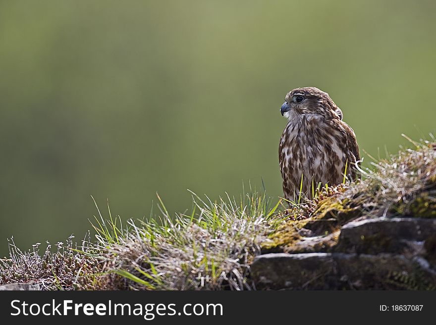 A captive Merlin on a turf topped wall on a farm in Mid Wales