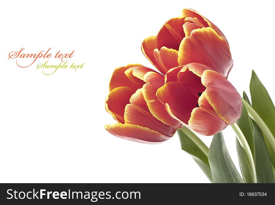 Beautiful fresh red tulip for your design