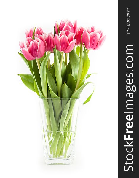 Tulips in a vase of glass on white background