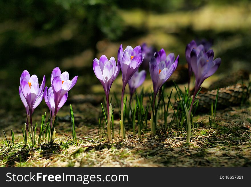 Crocus family lit by the sun in the forest
