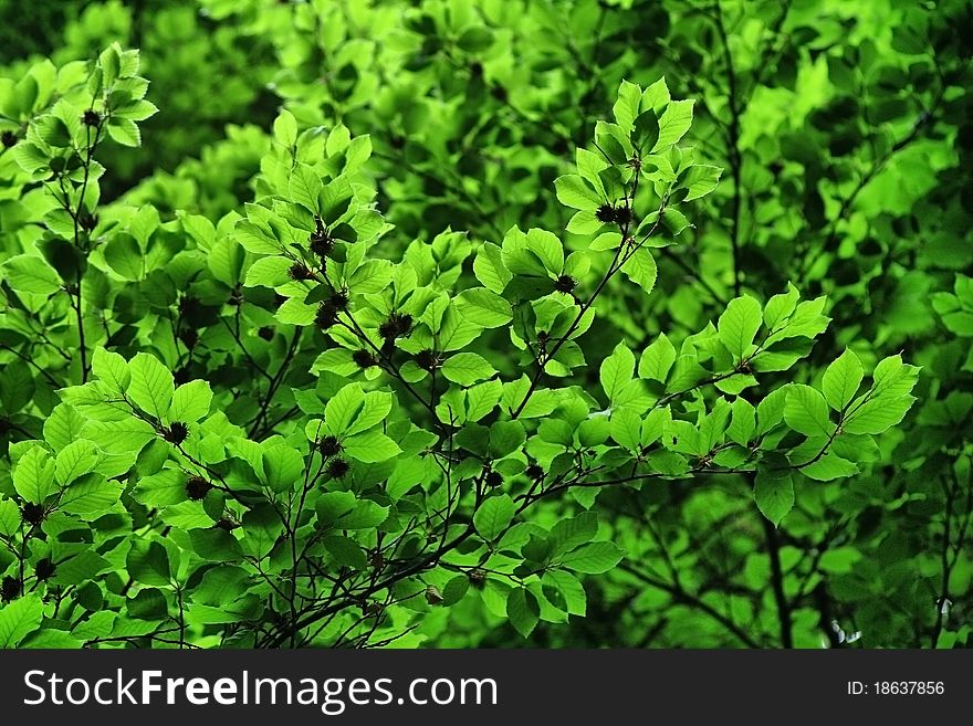 Beautiful green leaves of a tree in the forest. Beautiful green leaves of a tree in the forest