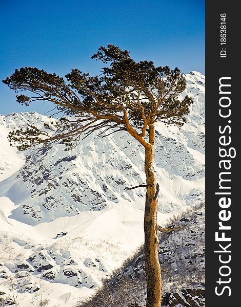 Lonely tree in the mountains. Coldly. Winter