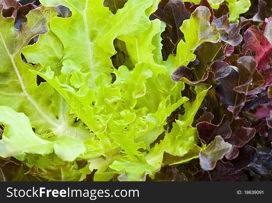 Hydroponic Vegetable