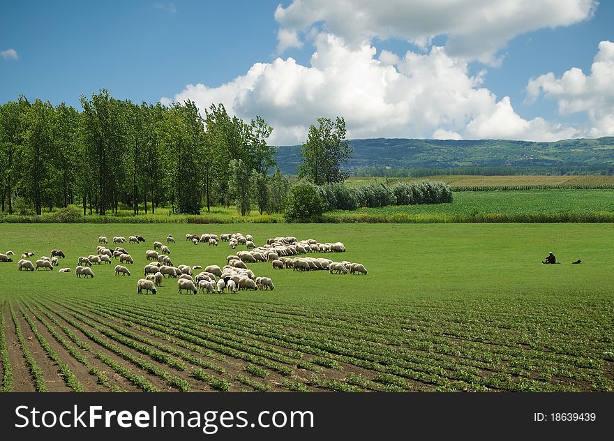 A sheep in a pasture of green grass. A sheep in a pasture of green grass