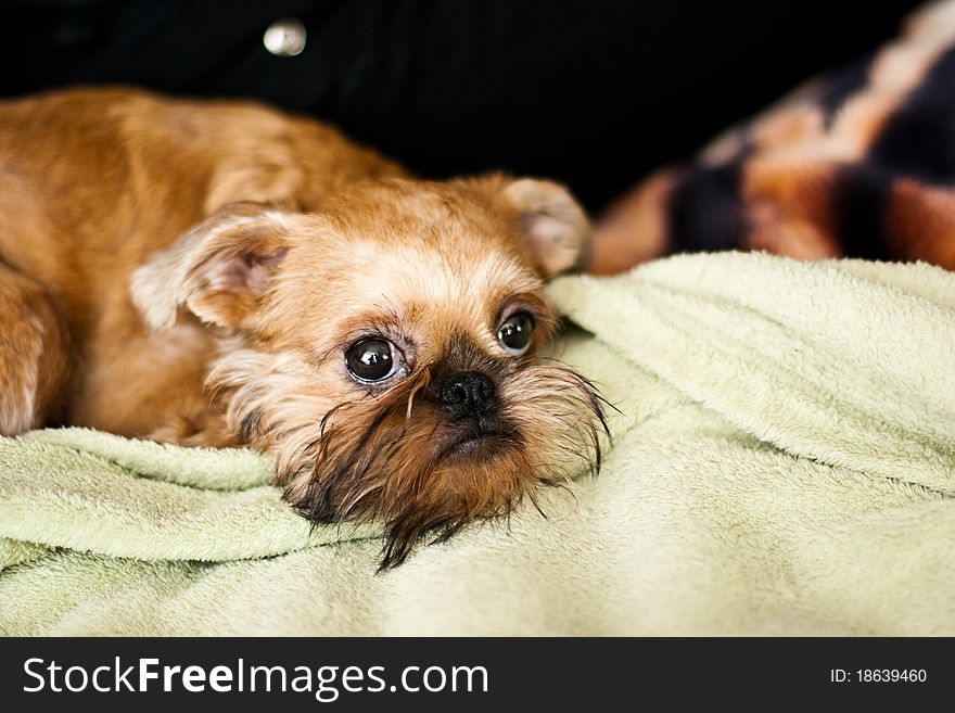 Smooth haired Brussels Griffon puppy. Smooth haired Brussels Griffon puppy