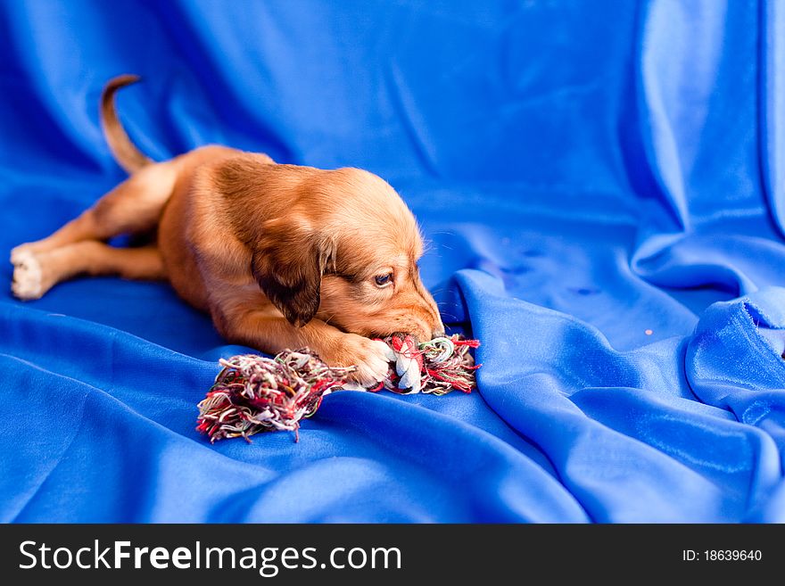 A brown saluki pup lying on blue background. A brown saluki pup lying on blue background