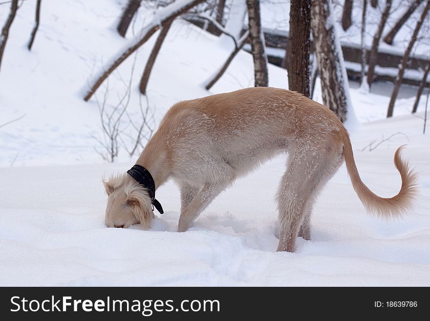 A hound pup smelling snow in a winter park. A hound pup smelling snow in a winter park