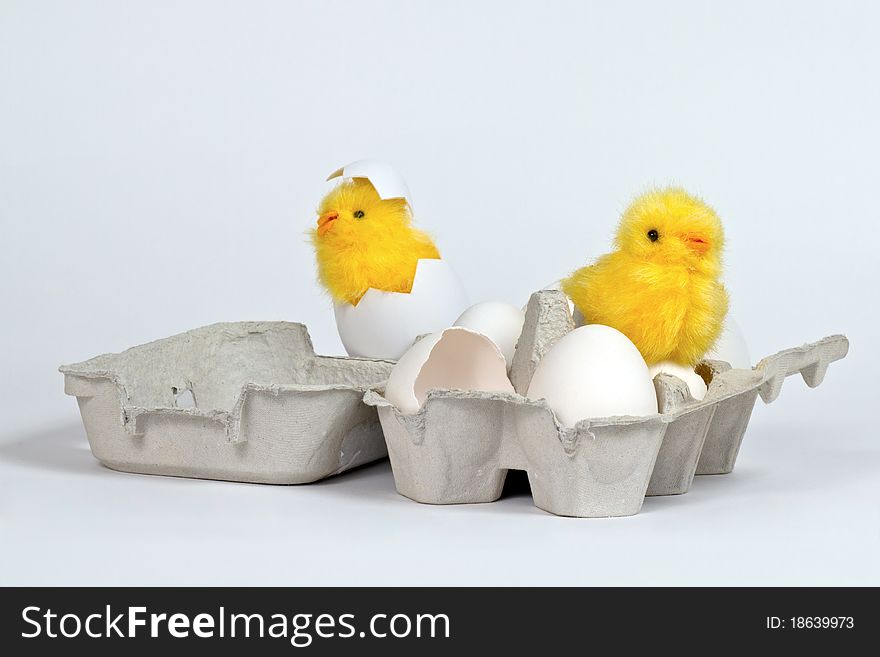 Chicks In Eggbox