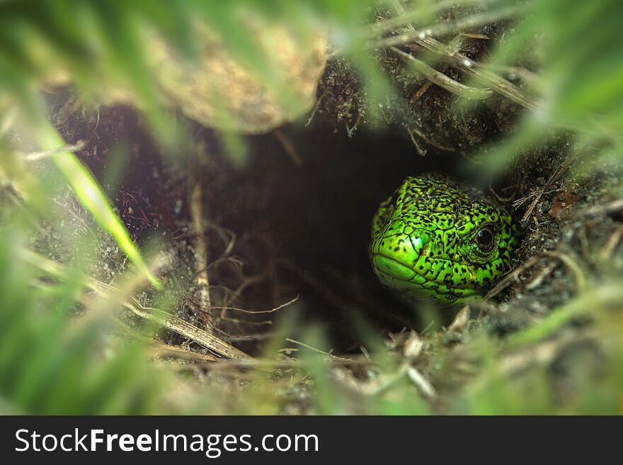 Face of green lizard with eye in macro. Lizard in hole closeup. Concept of macro world