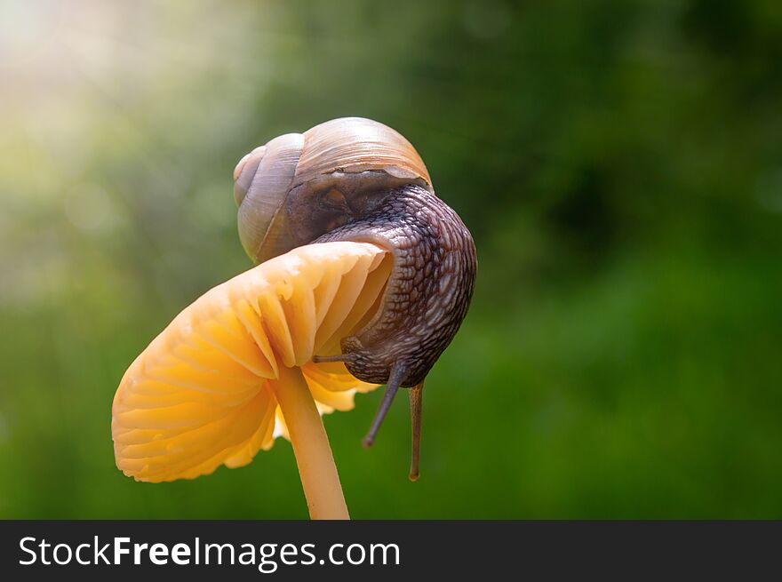 Macro photo of little snail on orange mushroom. Snail in the green grass after rain. Concept of macro world