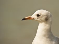 Portrait Of A Black-headed Gull Stock Photography