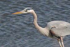 Great Blue Heron Stock Image Great Blue Heron Stock Image