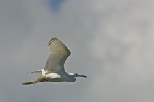 Great Egret In Flight Stock Photography
