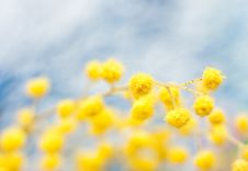 Branch Of Mimosa Plant Stock Photo Branch Of Mimosa Plant Stock Photo