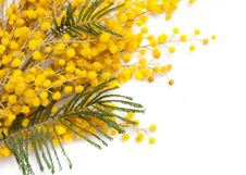 Branch Of Mimosa Plant Stock Photography